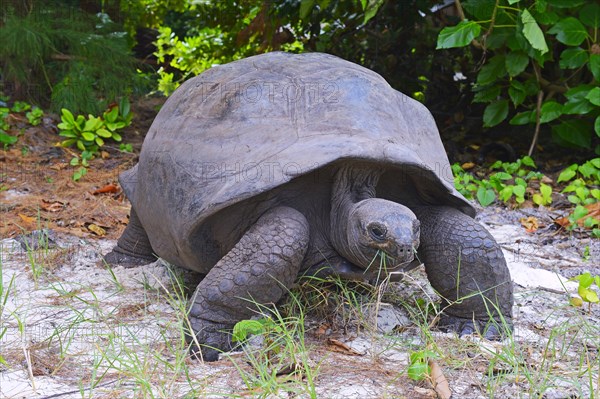 Aldabra giant tortoise (Geochelone gigantea)