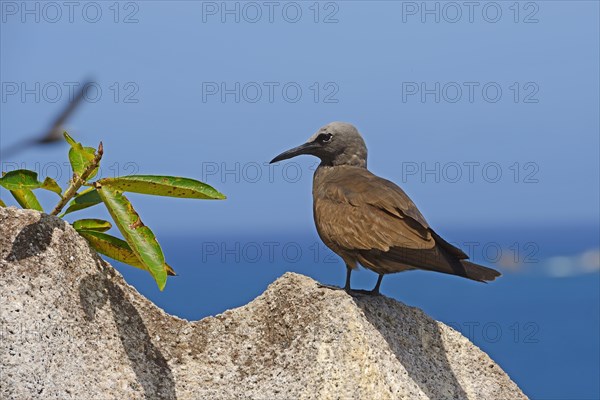 Brown noddy (Anous stolidus)