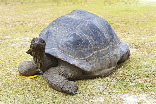 Aldabra giant tortoise (Geochelone gigantea)