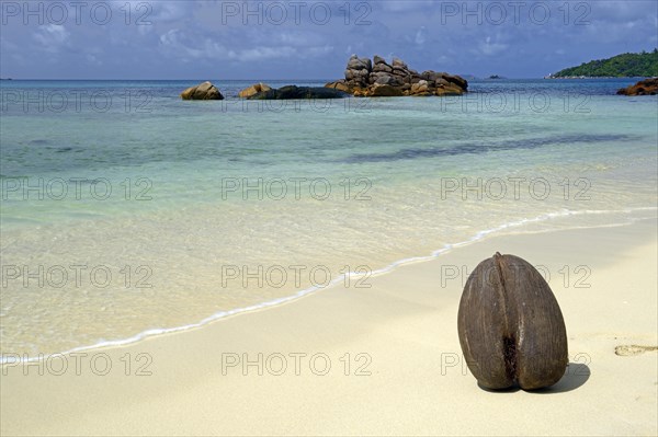 Coco de Mer (Lodoicea maldivica) on the beach of Anse Boudin