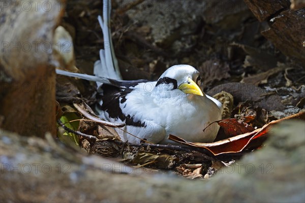 White-tailed Tropicbird (Phaethon lepturus lepturus)