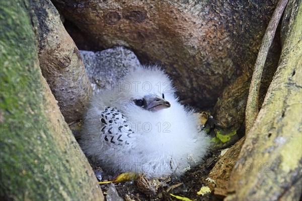 White-tailed Tropicbird (Phaethon lepturus lepturus)