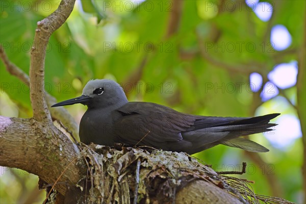 Lesser noddy (Anous tenuirostris)