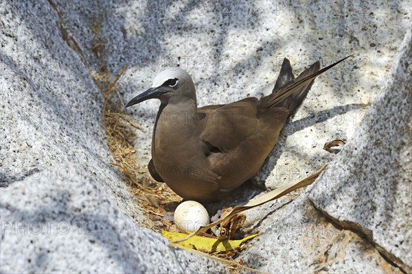 Brown noddy (Anous stolidus)