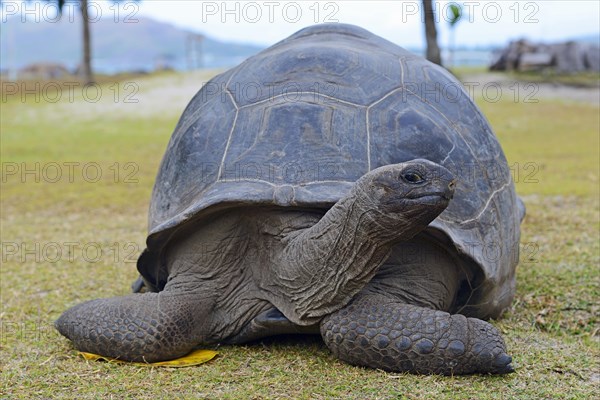 Aldabra giant tortoise (Geochelone gigantea)