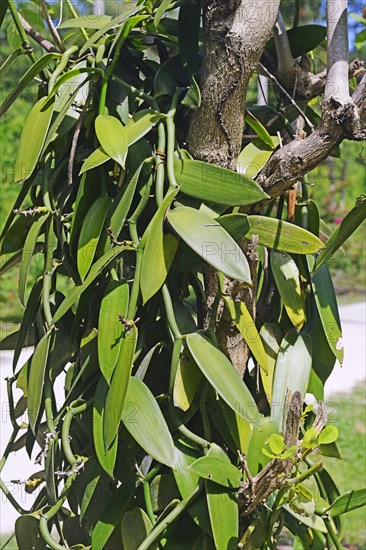 Vanilla plants