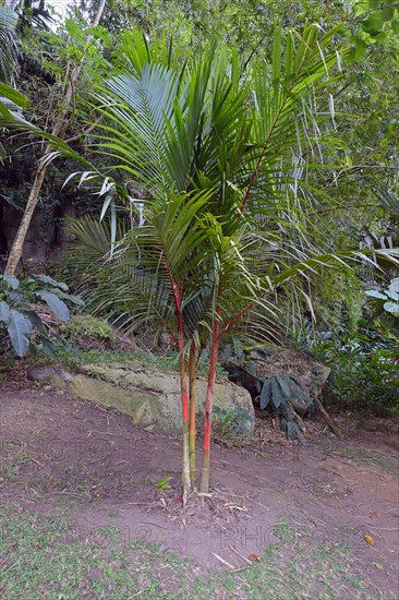 Red sealing wax palm or lipstick palm (Cyrtostachys Renda)