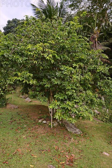 Soursop (Annona muricata)