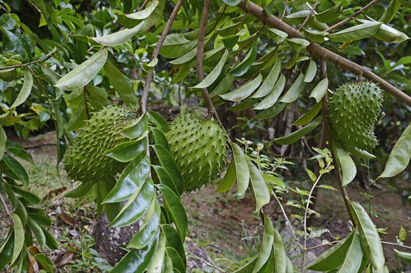 Soursop (Annona muricata) fruit