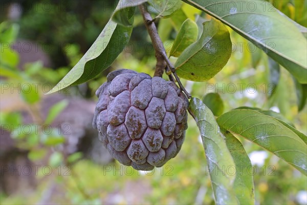 Custard apple