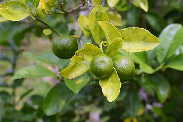 Bitter orange (Citrus x aurantium)