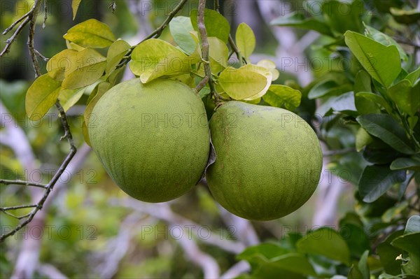 Pomelo (Citrus sp.) tree