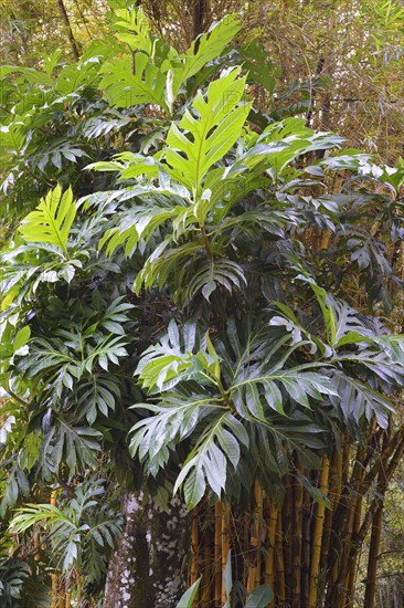 Breadfruit (Artocarpus altilis) tree