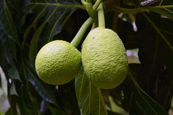 Breadfruit (Artocarpus altilis) tree