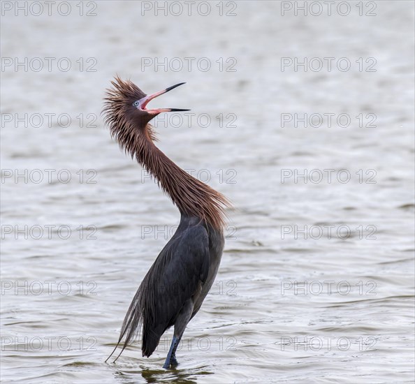 Reddish Egret (Egretta rufescens)