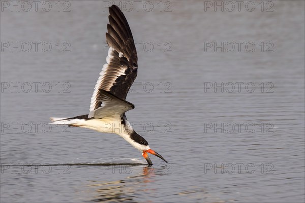 Black Skimmer (Rynchops niger) fishing