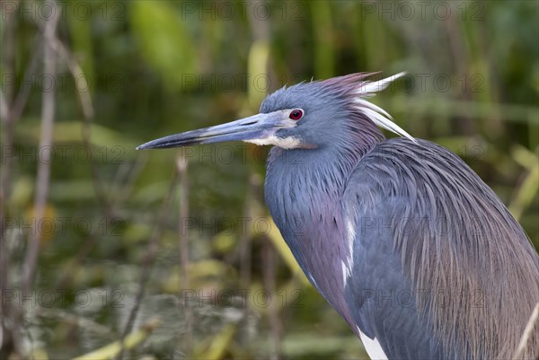 Ttricolored Heron (Egretta tricolor)