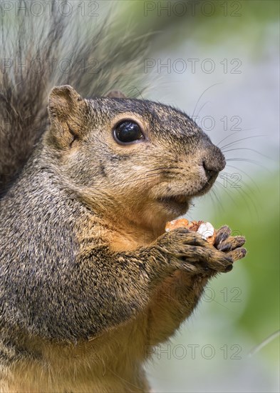 Fox Squirrel (Sciurus niger) feeding on a pecan