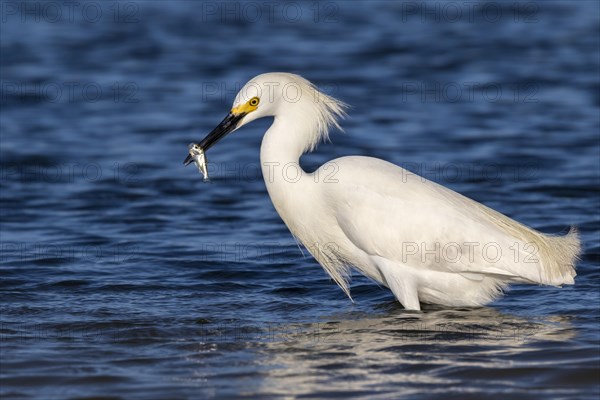 Snowy Egret (Egretta thula) fishing in tidal marsh