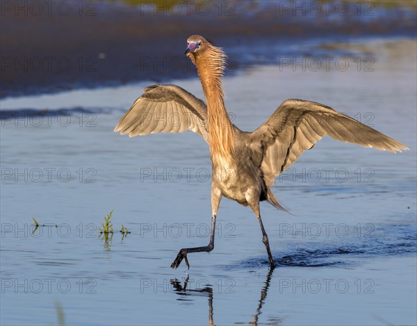 Reddish Egret (Egretta rufescens) hunting in tidal marsh in the morning light