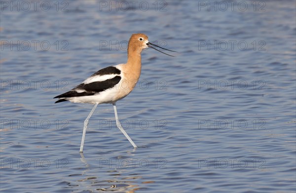 American Avocet (Recurvirostra americana) in tidal marsh