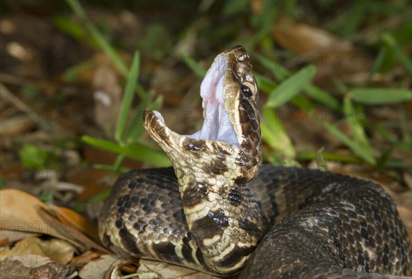 Cottonmouth or Water Moccasin (Agkistrodon piscivorus) displaying the white mouth in an attempt to threat an intruder