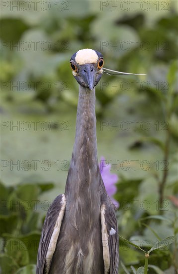 Yellow-crowned night heron (Nyctanassa violate)