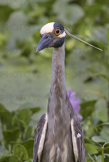 Yellow-crowned night heron (Nyctanassa violate)