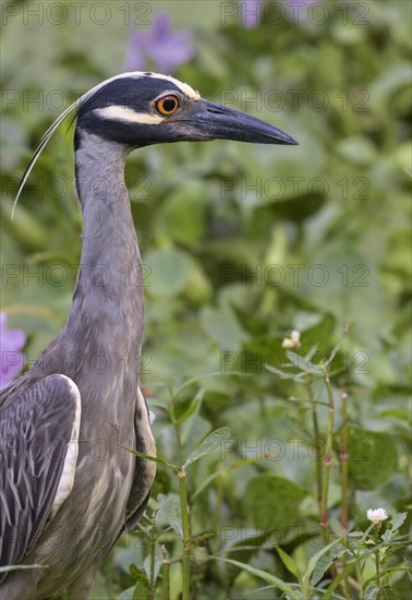 Yellow-crowned night heron (Nyctanassa violate)