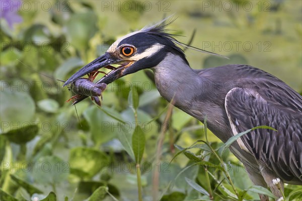 Yellow-crowned night heron (Nyctanassa violate) eating crawfish