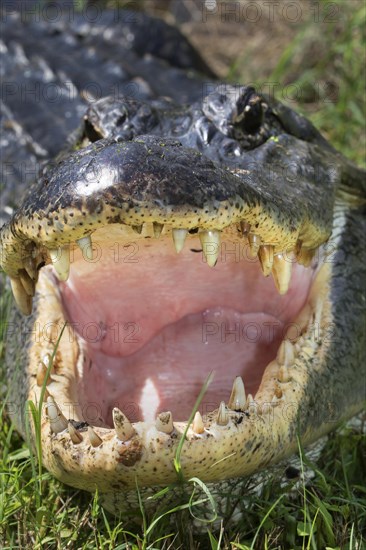 Open mouth and teeth of American alligator (Alligator mississippiensis)