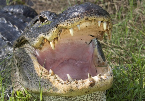 Open mouth and teeth of American alligator (Alligator mississippiensis)