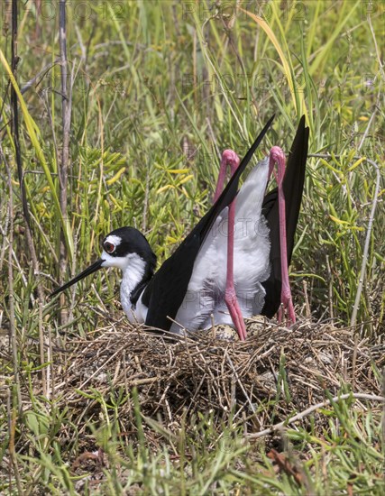 Black-necked stilt (Himantopus mexicanus) incubating eggs in its nest