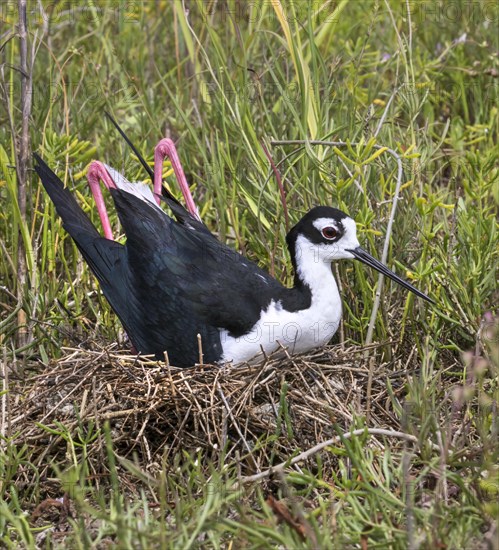Black-necked stilt (Himantopus mexicanus) incubating eggs in its nest