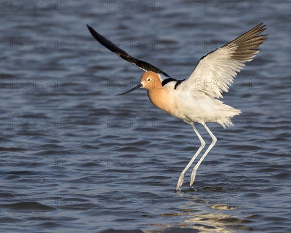 American Avocet (Recurvirostra americana) landing in a tidal marsh