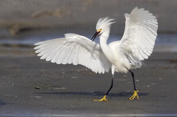 Snowy Egret (Egretta thula) walking with threatening posture