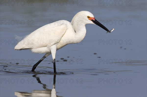 Snowy Egret (Egretta thula) fishing in tidal marsh