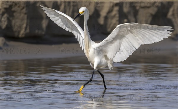 Snowy Egret (Egretta thula) hunting in tidal marsh