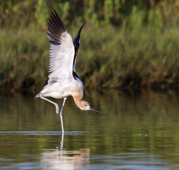 American Avocet (Recurvirostra americana) stretching wings in tidal marsh