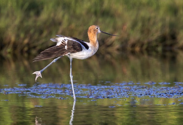 American Avocet (Recurvirostra americana) stretching in tidal marsh