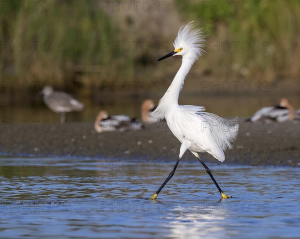 Snowy Egret (Egretta thula) in breeding plumage wading in shallow water of tidal marsh