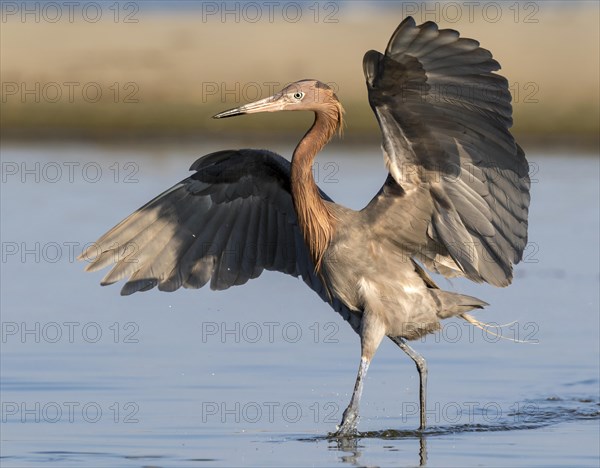 Reddish Egret (Egretta rufescens) hunting in tidal marsh