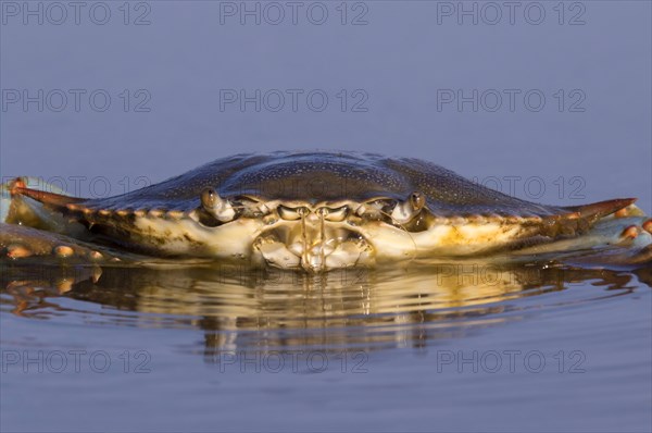 Atlantic Blue Crab (Callinectes sapidus) in shallow water of tidal marsh