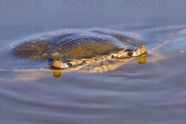 Atlantic Blue Crab (Callinectes sapidus) in shallow water of tidal marsh