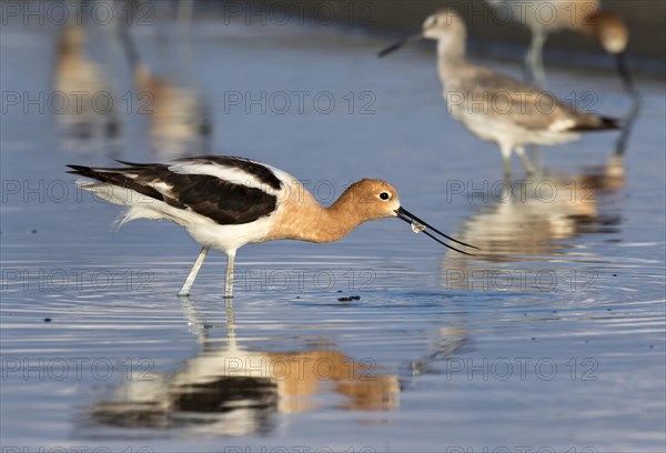 American Avocet (Recurvirostra americana) feeding on fish in tidal marsh