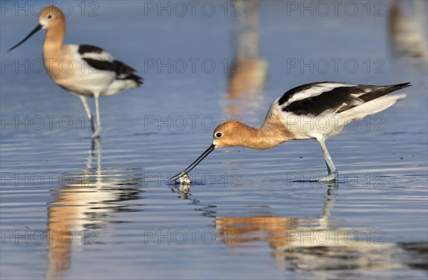 American Avocet (Recurvirostra americana) feeding on fish in tidal marsh