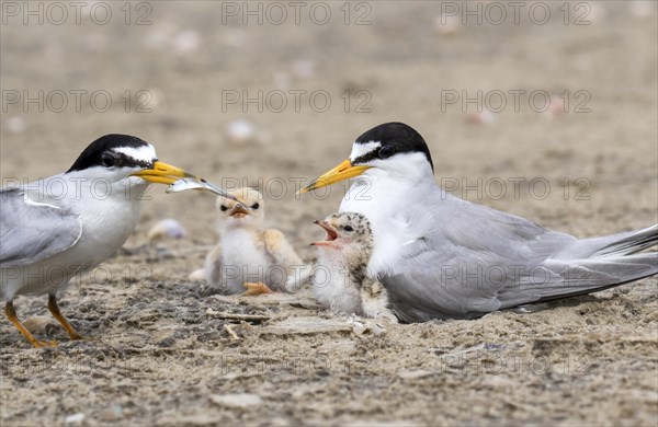 Family of Least Terns (Sternula antillarum) near the nest