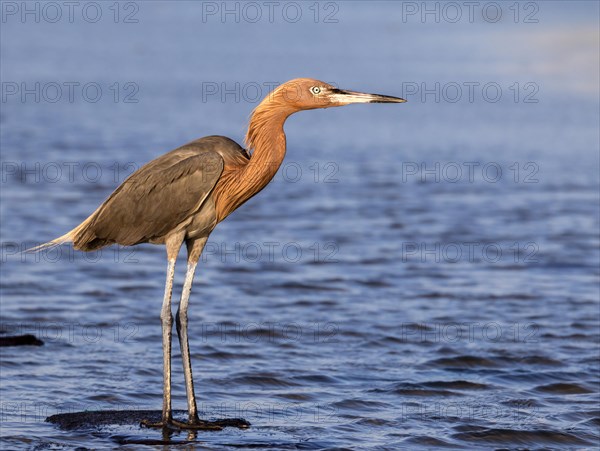 Reddish egret (Egretta rufescens) standing in the water