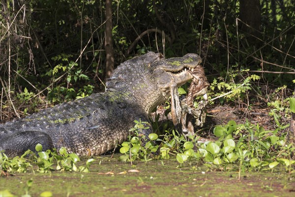 American alligator (Alligator mississippiensis) eating a deer