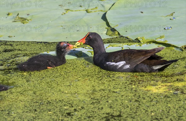 Common moorhen (Gallinula chloropus) feeding a chick